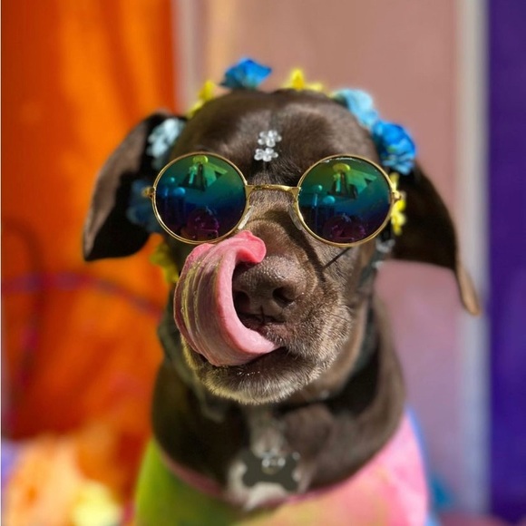 Meet your Posher, Martha - Picture 5 of 5